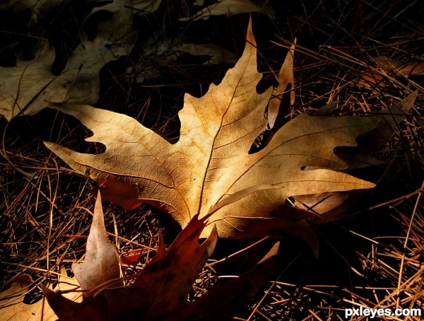 Autumn light